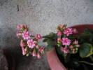 Picture 043