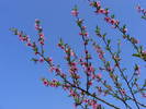 2009_04120072