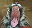 animale_haioase_tigru_gata_de_actiune