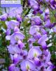 GLICINA-WISTERIA SINENSIS.1 jpg