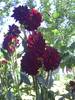 PICT0113