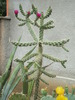Cylindropuntia imbricata