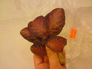 Episcia Lituania - Country Clown