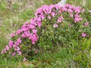 Rododendron_04