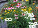 Rudbekia roz si alb  Phlox paniculata alb