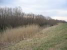 Picture 004
