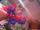 Picture 006