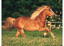 100P%20Haflinger%20Horse[1]