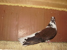 P9061435