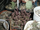 Stapelia variegata - plante din seminte 2009