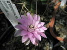 Gymnocalycium damsii rodundulum - floare