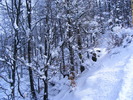 DSCF6340