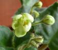 Rainbow Limelight - detaliu floare