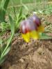 fritilaria