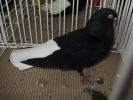 negru 2