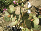 Adromischus hemisfericus