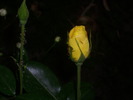 DSCI0008