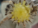 Astrophytum