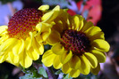 flowers-8-31