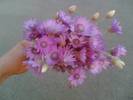 flori de camp-Murighiol