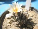 Turbinicarpus fara nume