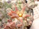 Pyaranthus foetidus - floare