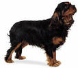 cavalier_king_charles_span