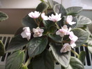 DSCF6076