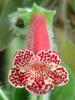 kohleria
