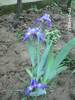 Iris albastru