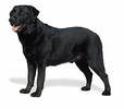 labrador_retriever