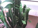 Picture 008