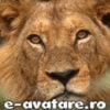 avatare_gratuite_1231973644487c8e8d5fa315.73399769