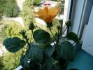 Hibiscus oranj tranformat in galben