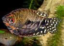 Trichogaster%20microlepis