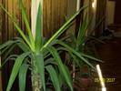 yucca