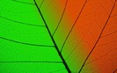 Colorate-3D