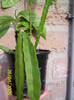 Cactus Epiphyllum 28 apr 2009