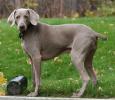 WEIMARANER