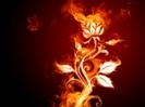fire_flower-t1[1]