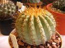 copiapoa_tortarensis_val_parkinson