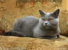 british-blue-cat-6244