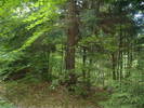 DSCF6008