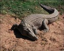 crocodil_84