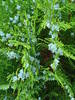 Thuja_Arborvitae (2009, May 13)