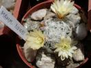 Mammillaria duwei