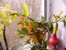 Dendrobium