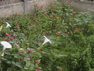 Picture 043