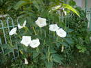 16 mai 2009 145