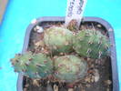 Opuntia arenaria - 30.06